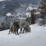 сумрак, сняг и бели коне 2