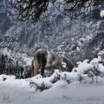 сумрак, сняг и бели коне